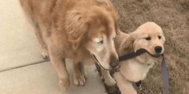 Blind Golden Retriever has his personal guide puppy to help him explore the world
