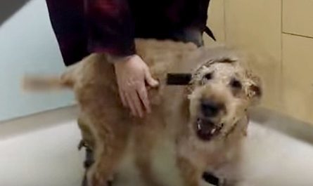 Blind dog gets surgical treatment and finally sees his family for the extremely first time