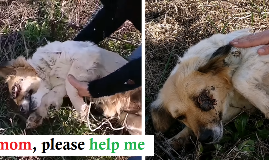 Blinded By Attacker, She Held Up Her Paw Begs Woman To Remove The Pain