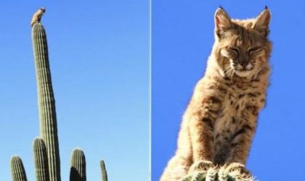 Bobcat climbs a 40 foot high cactus in the Arizona Desert, to escape a mountain lion