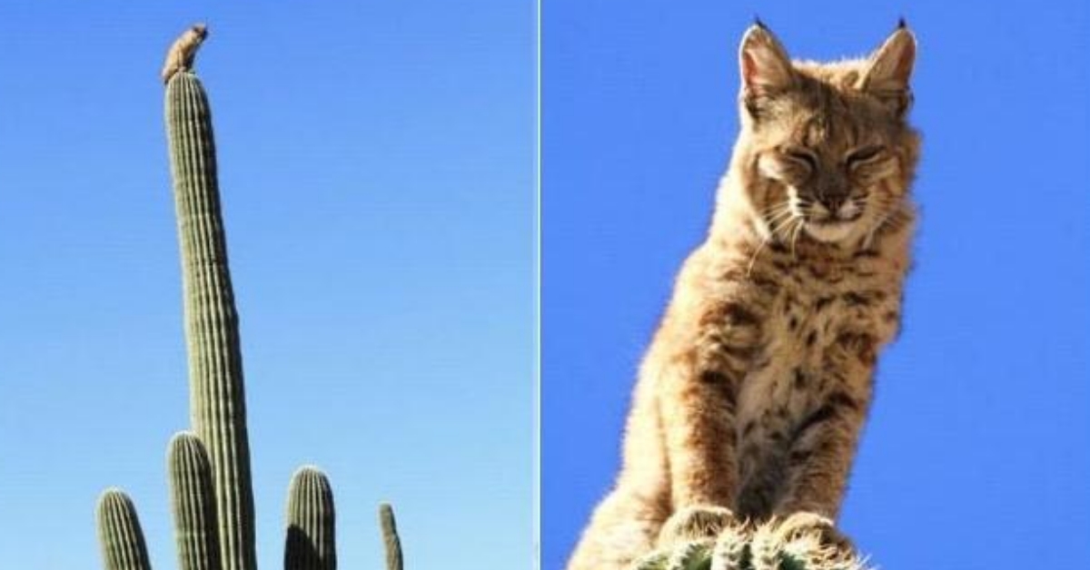 Bobcat climbs a 40 foot high cactus in the Arizona Desert, to escape a mountain lion