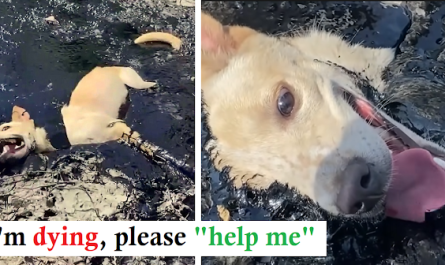 Brave moment people rescue stray dog stuck in molten rubber