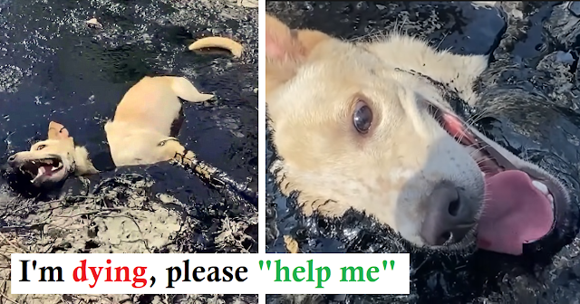 Brave moment people rescue stray dog stuck in molten rubber