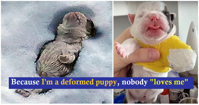 Bulldog Born Without Foot Was Buried In Snow By Owner Who Deemed Him 'Worthless'.