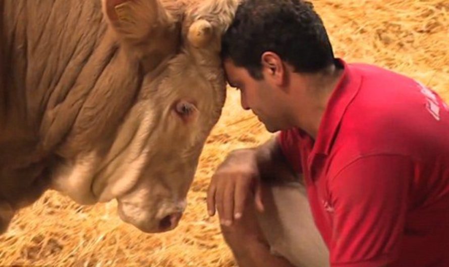 Bull’s been imprisoned his entire life – the moment he’s set free is gorgeous to behold