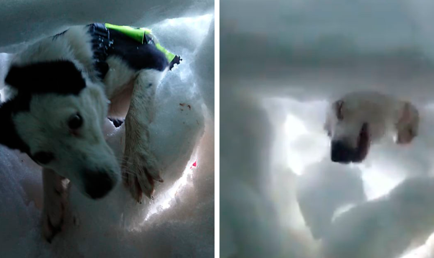 Buried in snow, guy films a mountain rescue dog rescuing him