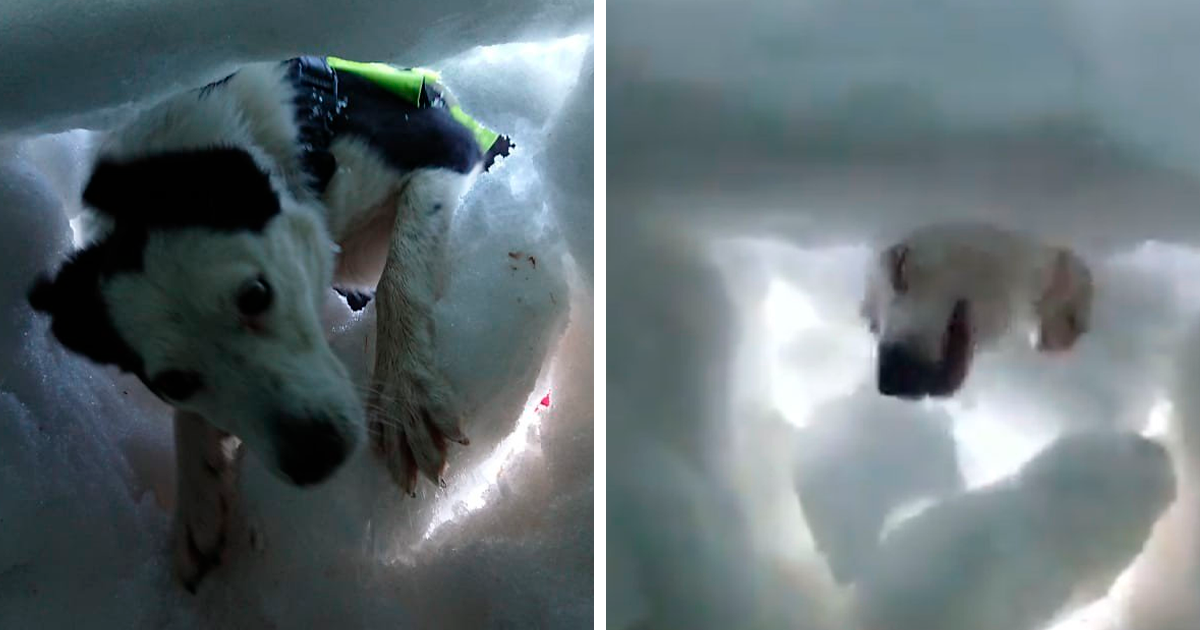 Buried in snow, guy films a mountain rescue dog rescuing him