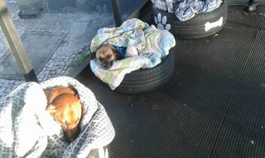 Bus Station Greets Homeless Dogs, Makes Beds To Secure Them From Winter