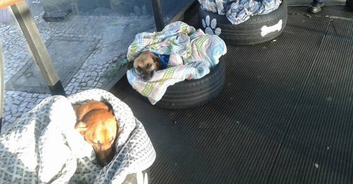 Bus Station Greets Homeless Dogs, Makes Beds To Secure Them From Winter