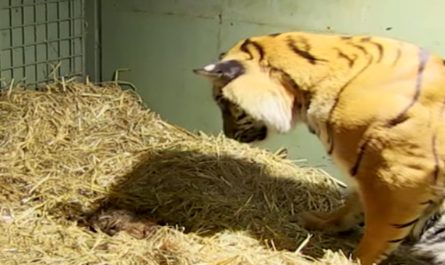 Caretakers stunned after tiger's motherly reactions kick in to rescue her unresponsive twin cubs