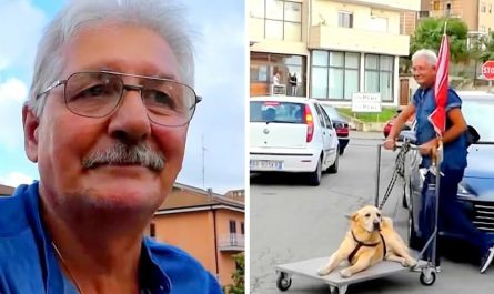 Caring Man Walks Senior Dog With Arthritis In Cart Everyday To Ease Its Unhappiness