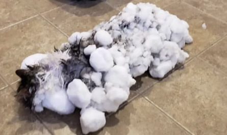 Cat amazingly saved from freezing out in the snow
