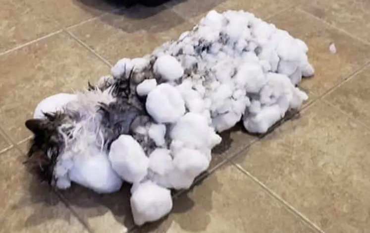 Cat amazingly saved from freezing out in the snow