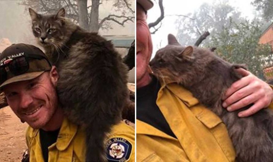 Cat will not leave firefighter’s side after he rescued her