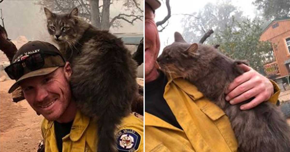 Cat will not leave firefighter's side after he rescued her