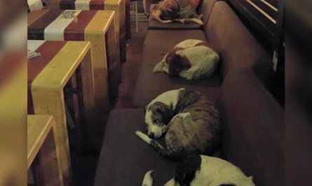 Coffee Shop Allows Stray Dogs Sleep Inside Every Night