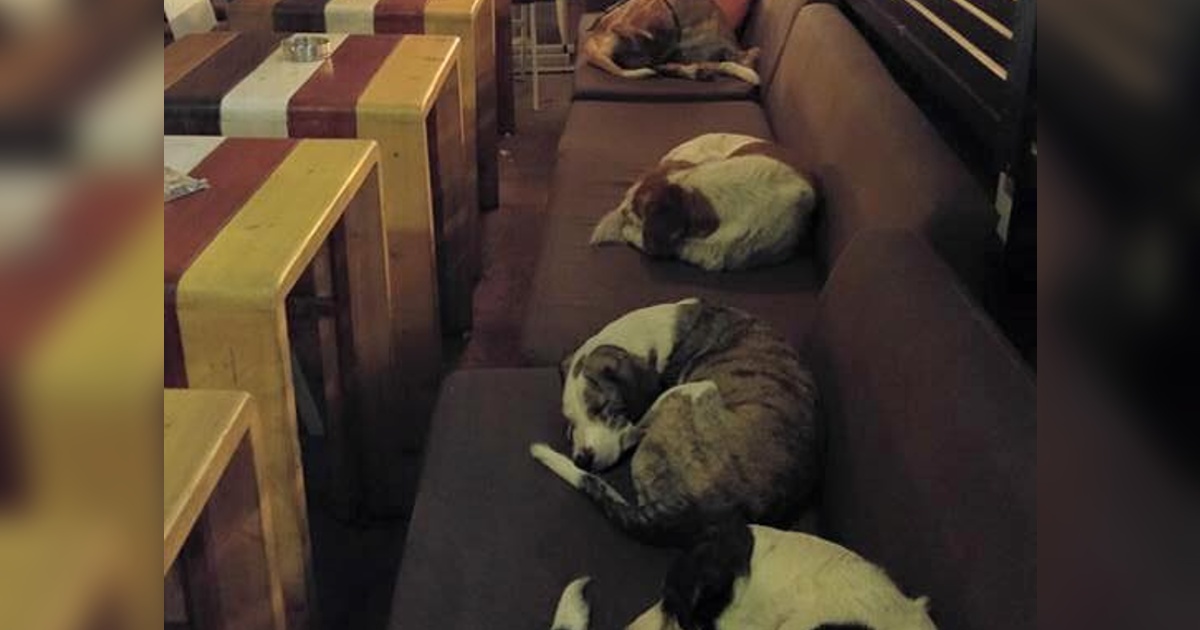 Coffee Shop Allows Stray Dogs Sleep Inside Every Night