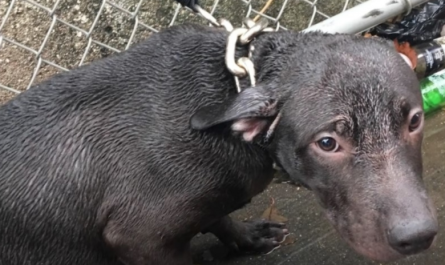 Cop Sees Pup Chained Out In The Rainfall & Guarantees To Make Him Part Of His Life