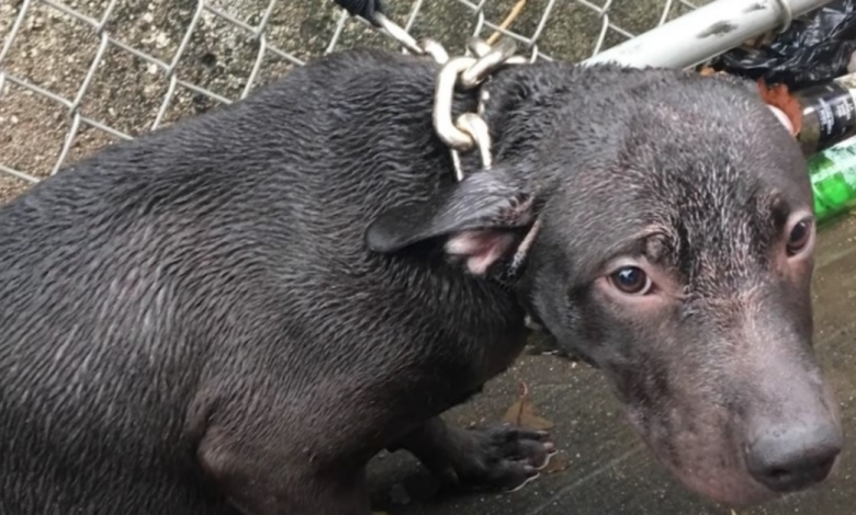 Cop Sees Pup Chained Out In The Rainfall & Guarantees To Make Him Part Of His Life