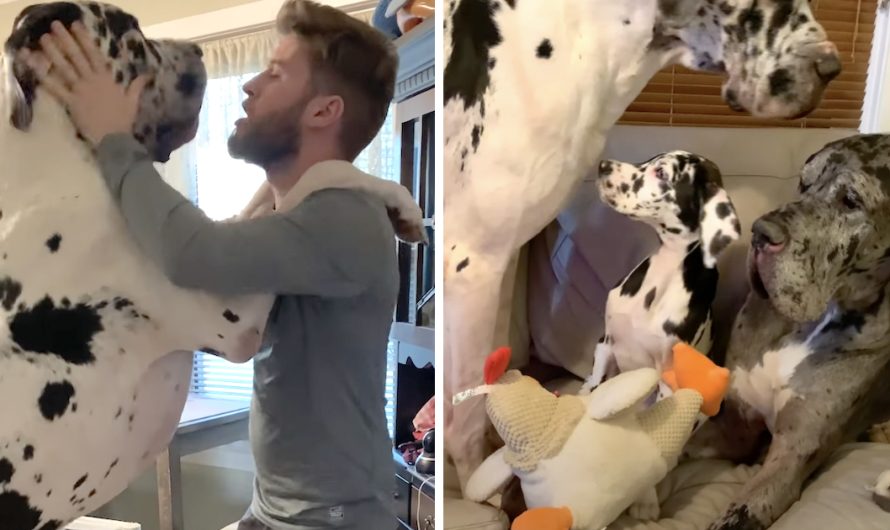 Couple Gets Rid Of The Table To Make A Living Room For Their Gentle Giants