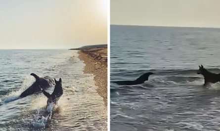 Curious dolphin swims near to shore to have fun with dog