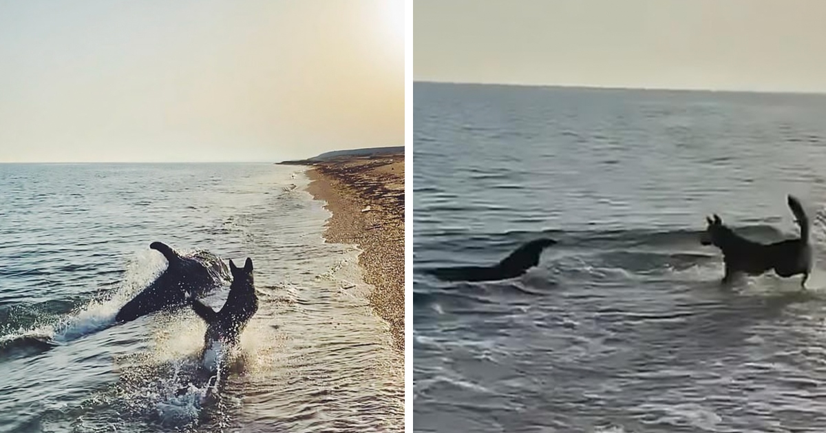 Curious dolphin swims near to shore to have fun with dog
