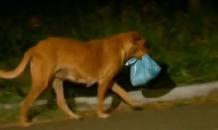 DOG WALKS NEARLY 4 MILES EVERY NIGHT TO GET FOOD FOR HER EXTENDED FAMILY