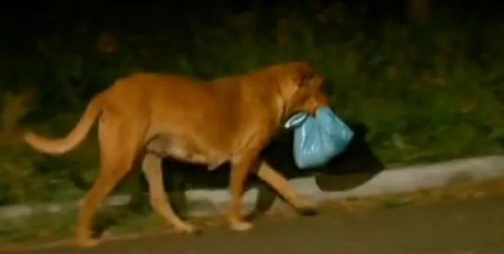DOG WALKS NEARLY 4 MILES EVERY NIGHT TO GET FOOD FOR HER EXTENDED FAMILY