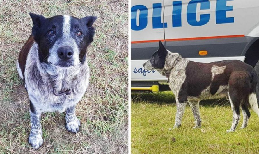 Deaf and Partly Blind Elder Dog Protects Lost Toddler for 15 Hrs And Helps Rescuers Find Her