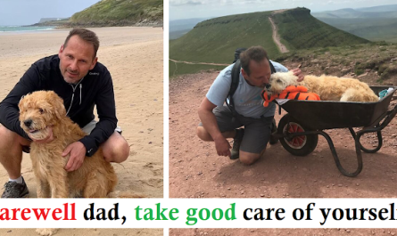 Devoted Dog Father Sick Labradoodle on a last Mountain Hike in a Wheelbarrow to Say Goodbye