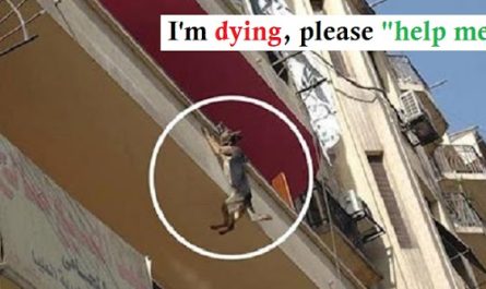Dog Chained Up Without Food Or Water Attempts To Jump Off Balcony In An Effort To Free Herself