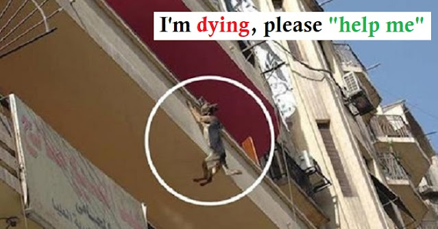 Dog Chained Up Without Food Or Water Attempts To Jump Off Balcony In An Effort To Free Herself