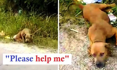 Dog Combating Ring Dumped Pit Bull In The Garbage, But Nobody Stopped To Help Her