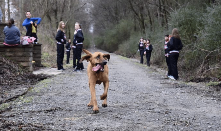 Dog Runs Half Marathon Accidentally After being Let Out To Potty, Ends Up 7th