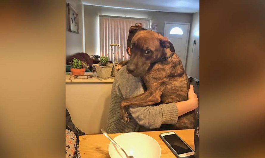 Dog Saved A Year Ago Still Hugs His Mother Every Day When She Gets Home