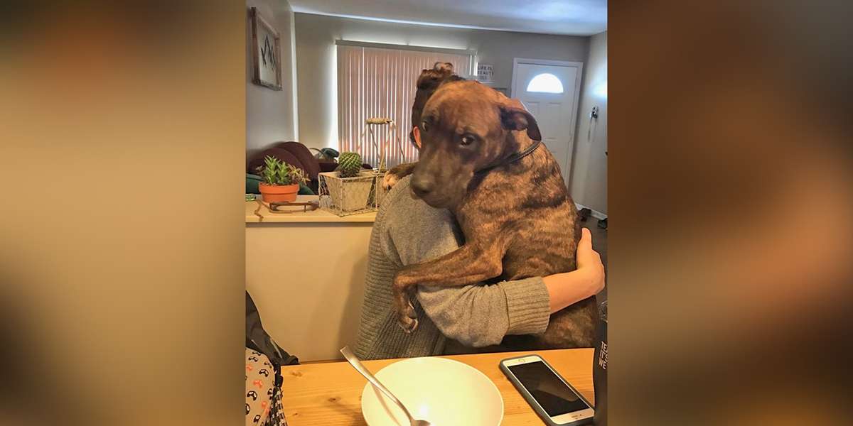 Dog Saved A Year Ago Still Hugs His Mother Every Day When She Gets Home