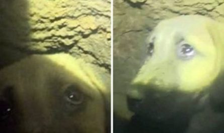 Dog Was Trapped 200 Feet Deep In A Well, But Rescuers Refused To Give Up