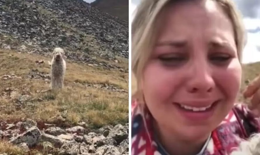 Dog lost in wilderness after off road accident gets emotional get together with his mother