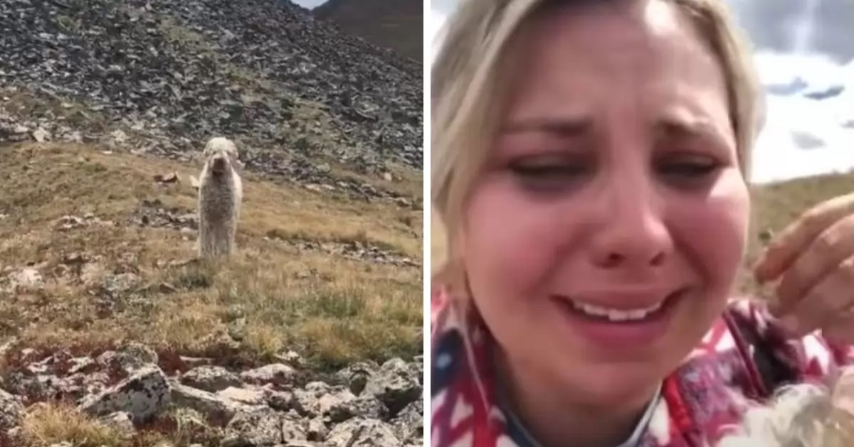 Dog lost in wilderness after off road accident gets emotional get together with his mother