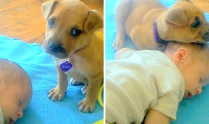 Dumped Puppy Does Not Know Just How To Lie Down And Keeps Rolling, Finds Comfort In Baby