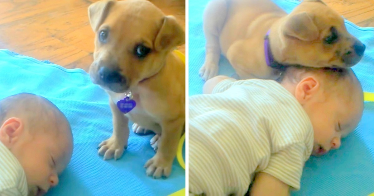 Dumped Puppy Does Not Know Just How To Lie Down And Keeps Rolling, Finds Comfort In Baby