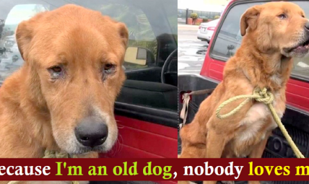 Elderly Dog Abandoned By His Family Was Found Depressed On Road Begging For Food