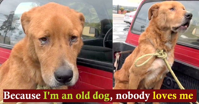 Elderly Dog Abandoned By His Family Was Found Depressed On Road Begging For Food