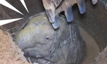 Elephant mother hopeless crying for help leads rescuers to her trapped baby