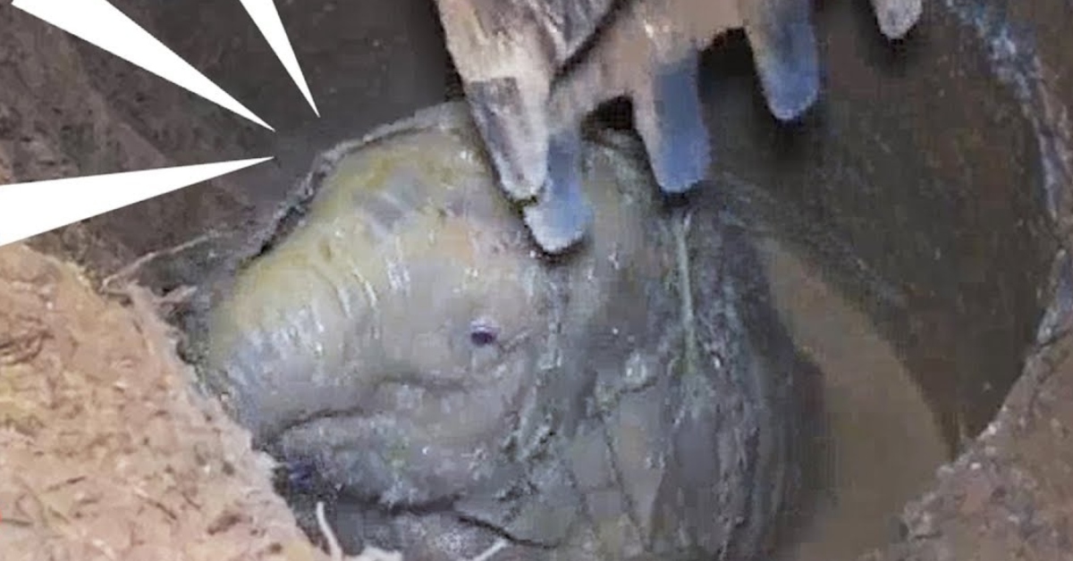 Elephant mother hopeless crying for help leads rescuers to her trapped baby