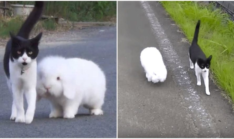 Every Day, Fluffy Bunny And Lovable Cat Friend Go For A Walk With each other