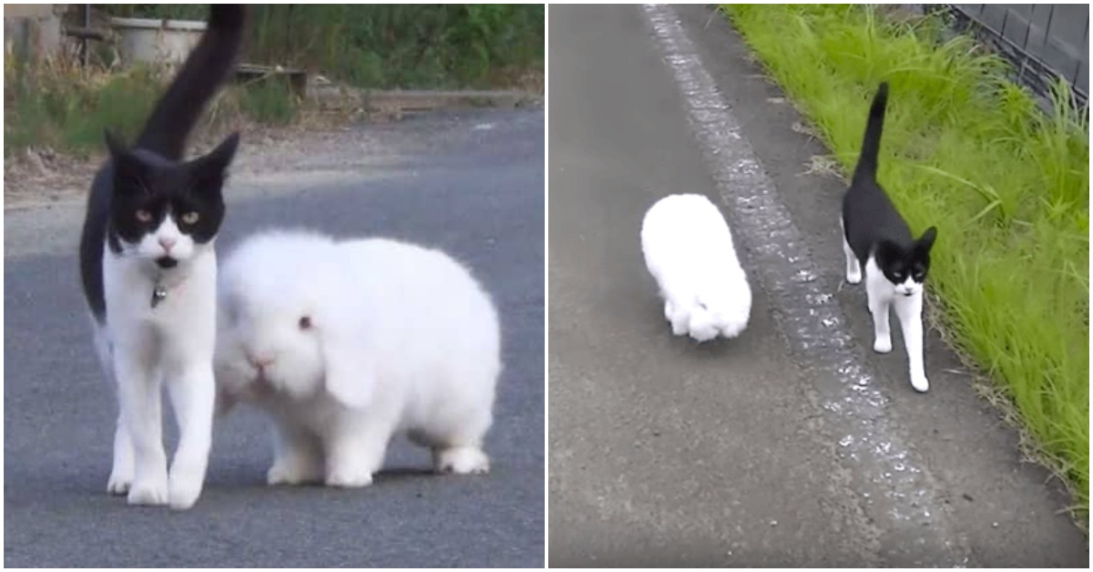 Every Day, Fluffy Bunny And Lovable Cat Friend Go For A Walk With each other