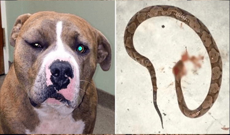 Faithful Pit Bull Leapt Into Action To Save His Human From Poisonous Snake