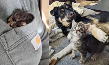 Family Cats and Dogs Assist Bring Kitten Back to Life After She Was Found at 3 Days Old