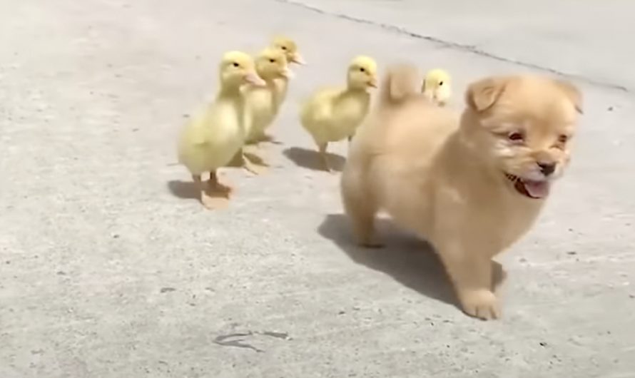 Five Ducklings Mistake Young Puppy For Their Mother, Begin Following Her Around